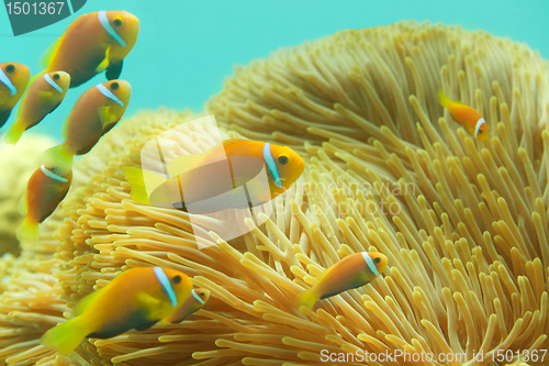 Image of Many Maldivian clownfishes