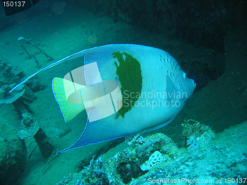 Image of Arabian angelfish