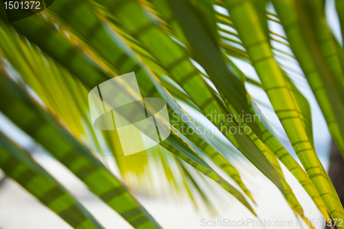 Image of Palms and beach background