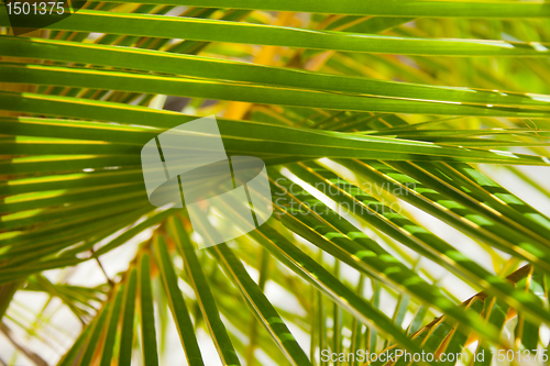 Image of Palm branches background