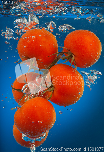 Image of Bunch of tomatoes underwater