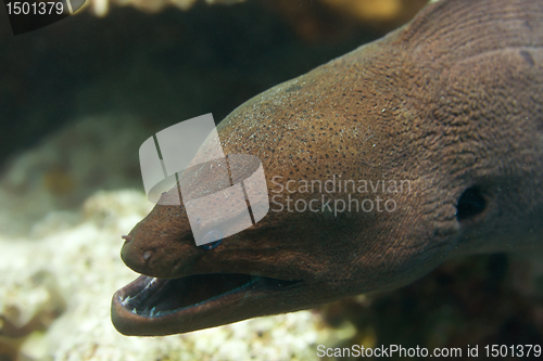Image of moray eel