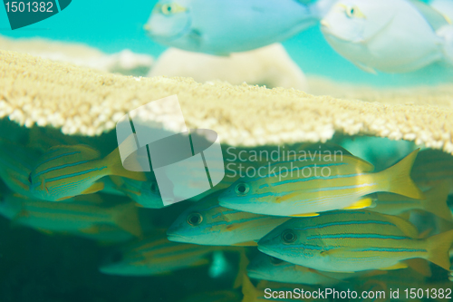 Image of Hiding oriental sweetlips fishes