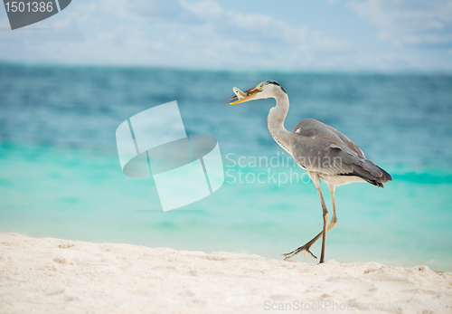 Image of Egret with fish in beak