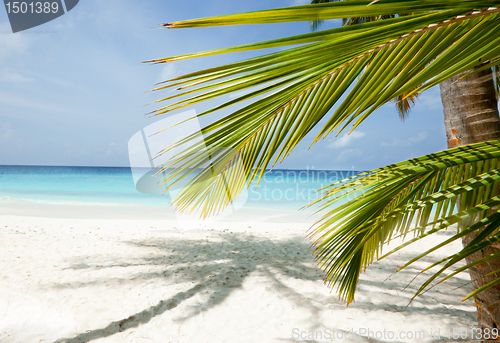 Image of Maldives beach background