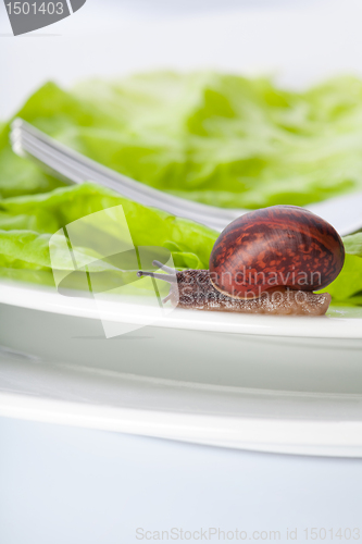 Image of Snail in the dinner plate