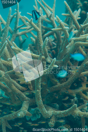 Image of Staghorn coral