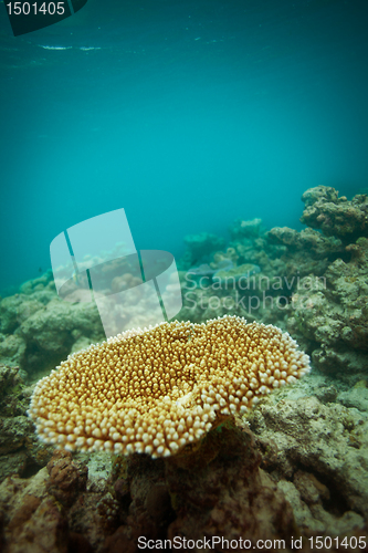 Image of Small table coral