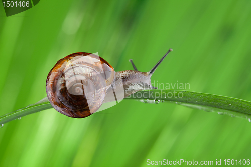 Image of Snail sitting on the leaf