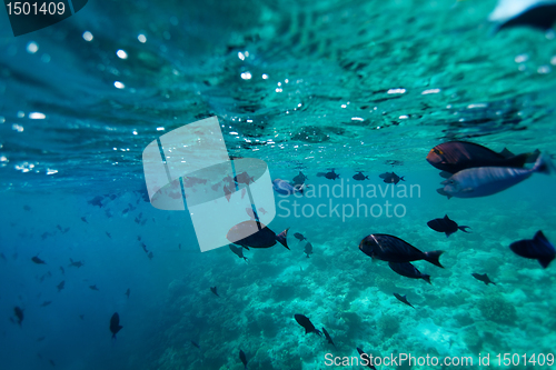 Image of School of fish - shoot from bellow
