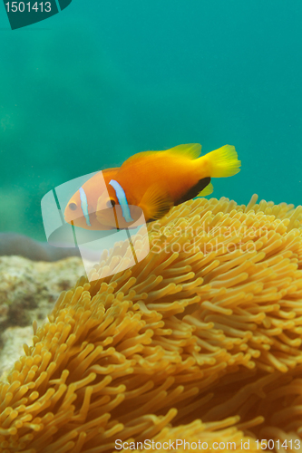 Image of Close-up of clownfish couple