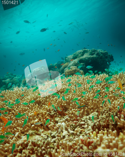 Image of Small fishes on top of table coral