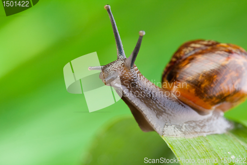Image of Close-up of a snail sitting on the leaf