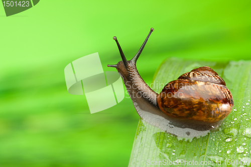 Image of Snail on the wet leaf after rain