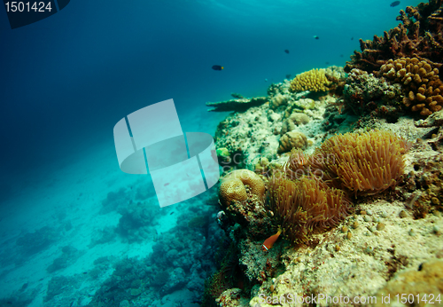 Image of Colony of clownfish