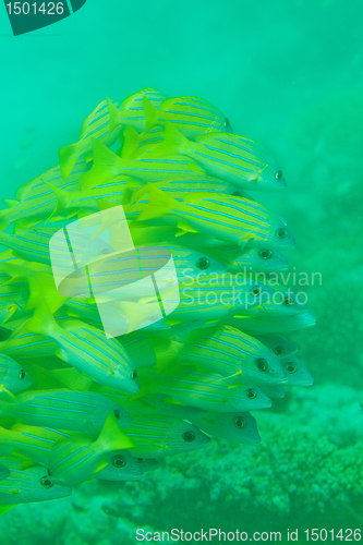 Image of shoal of Bluestripe snapper fish