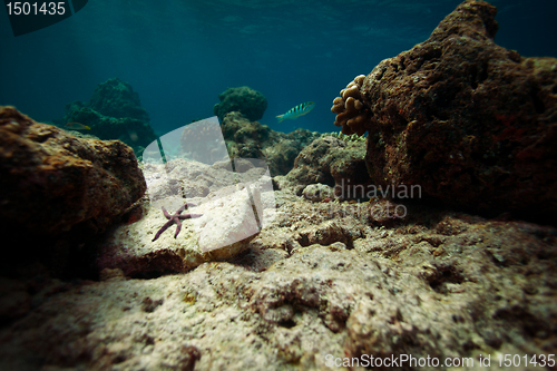 Image of Sea star