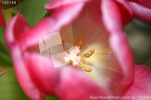 Image of Pink tulip