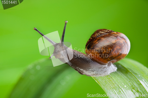 Image of Beautiful charismatic snail