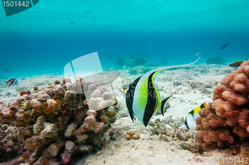 Image of Moorish idol( Zanclus cornutus)