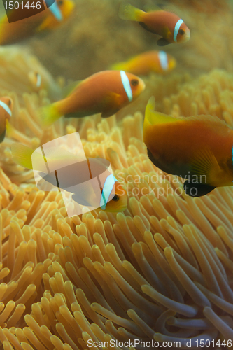 Image of Close-up of Maldivian clownfishes