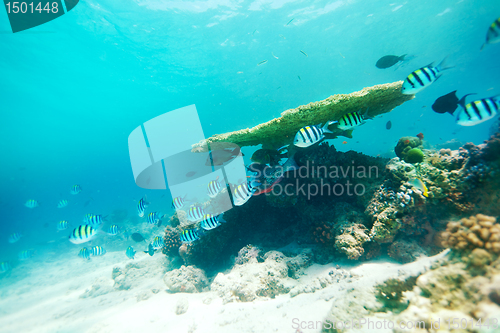 Image of Table Coral and life around it