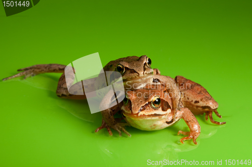 Image of Frog hug