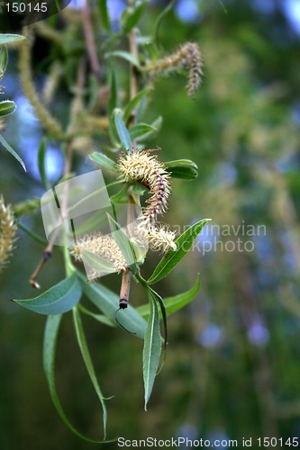 Image of Weeping willow