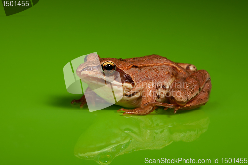 Image of Frog on the green background