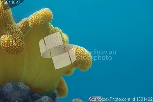 Image of Coral close-up