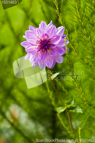 Image of Dahlia