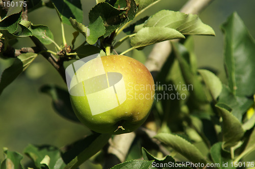 Image of Green Apple