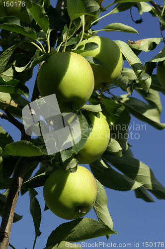 Image of Apples