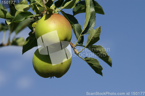 Image of Apple