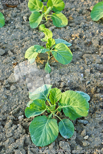 Image of Cabbage