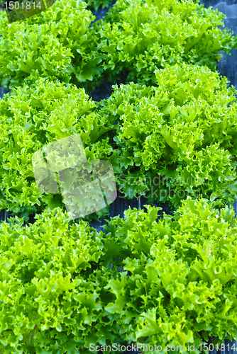 Image of Leaf Salad