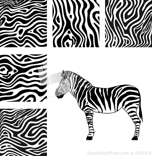 Image of Zebra, texture of zebra