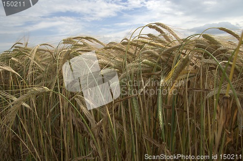 Image of Ripening grain