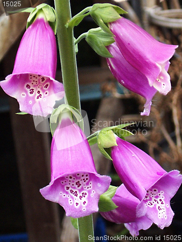 Image of foxgloves closeup and detailed