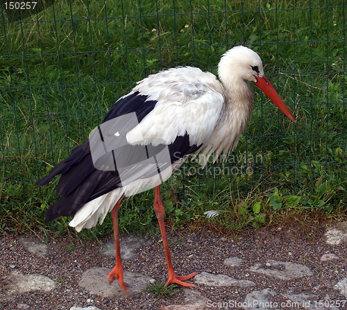 Image of His Majesty Stork