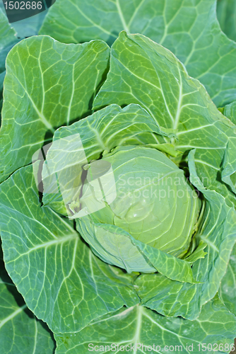 Image of Cabbage
