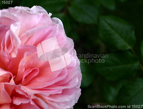 Image of double rose details