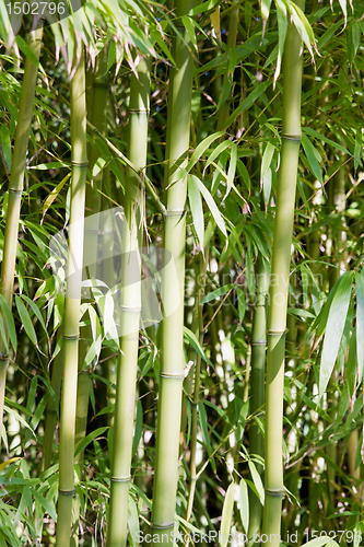 Image of Bamboo Forest in Japanese Garden