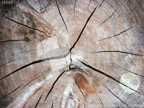 Image of cross section of a tree trunk