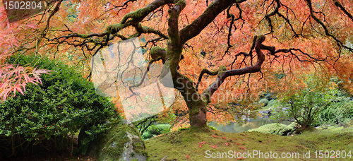 Image of Old Japanese Maple Tree in Fall Panorama