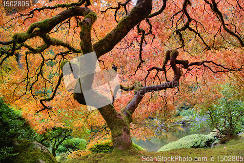 Image of Old Japanese Maple Tree in Fall