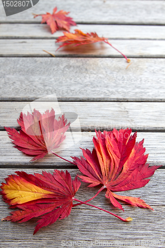 Image of Fall Maple Leaves on Wooden Bench