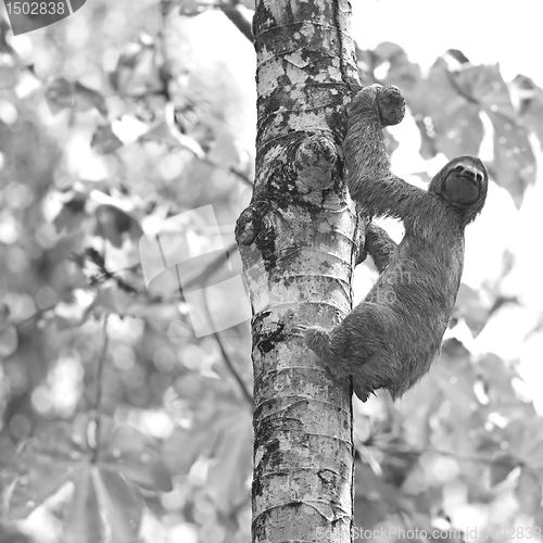 Image of Three-toed Sloth