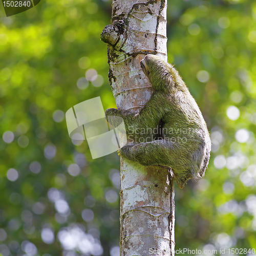 Image of Three-toed Sloth