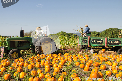 Image of Pumpkin Patch with Tractor and Trailer